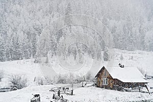 Winter snow falling on log cabin in san isabel national forest