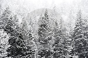 Winter snow falling on san isabel national forest photo