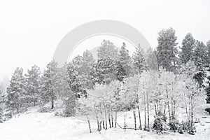 Winter snow falling on san isabel national forest