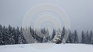 Winter snow falling scene alongside a fir forest. Tall trees covered with white snow.