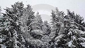 Winter snow falling scene alongside a fir forest. Tall trees covered with white snow.