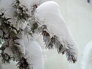 Winter - snow on a fir branch