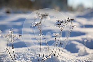 Winter snow - Flowers in the snow