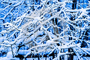 Winter Snow Forest 2