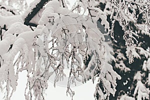 Winter Snow Forest at Finnish Saami Farm in Rovaniemi