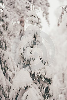 Winter Snow Forest at Finnish Saami Farm in Rovaniemi