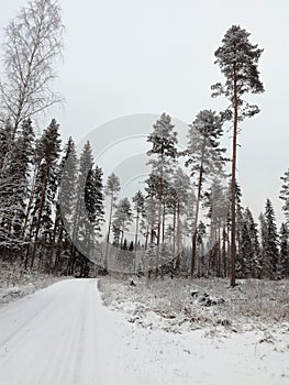 Winter snow forest pinetree landscape view coniferous tree conifer pine fir finland north ice snow road