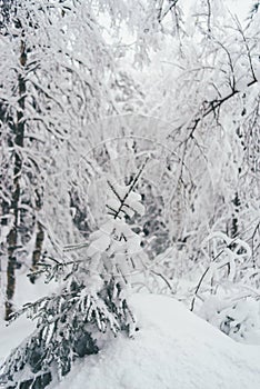 Winter Snow Forest in Rovaniemi