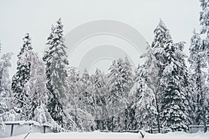 Winter Snow Forest in Rovaniemi