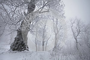 Winter snow forest. Snow lies on the branches of trees. Frosty and foggy snowy weather. Beautiful winter forest landscape.