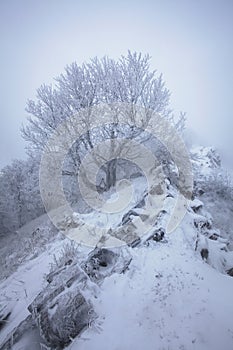 Winter snow forest. Snow lies on the branches of trees. Frosty and foggy snowy weather. Beautiful winter forest landscape.