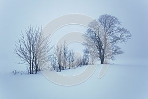 Winter snow forest. Snow lies on the branches of trees. Frosty and foggy snowy weather. Beautiful winter forest landscape.