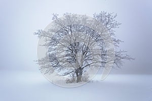 Winter snow forest. Snow lies on the branches of trees. Frosty and foggy snowy weather. Beautiful winter forest landscape.