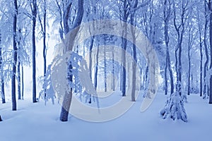 Winter snow forest. Snow lies on the branches of trees. Frosty snowy weather. Beautiful winter forest landscape fantasy forest.