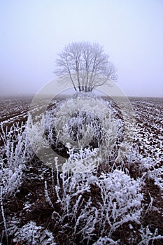 Winter snow forest. Snow lies on the branches of trees. Frosty snowy weather. Beautiful winter forest landscape fantasy forest.