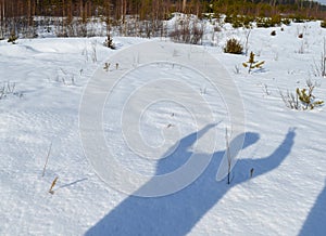 Winter, snow, forest, tree, gold, nature, trees, white, landscape, pine, frost, season, ice, Christmas, Birch, sky, forest, frozen