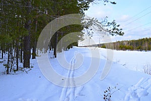 Winter, snow, forest, tree, gold, nature, trees, white, landscape, pine, frost, season, ice, Christmas, Birch, sky, forest, frozen