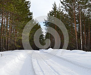 Winter, snow, forest, tree, gold, nature, trees, white, landscape, pine, frost, season, ice, Christmas, Birch, sky, forest, frozen