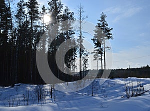 Winter, snow, forest, tree, gold, nature, trees, white, landscape, pine, frost, season, ice, Christmas, Birch, sky, forest, frozen