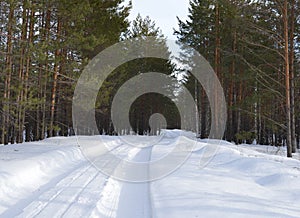 Winter, snow, forest, tree, gold, nature, trees, white, landscape, pine, frost, season, ice, Christmas, Birch, sky, forest, frozen