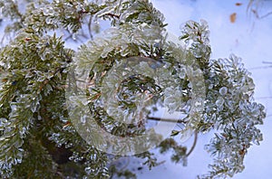 Winter, snow, forest, tree, gold, nature, trees, white, landscape, pine, frost, season, ice, Christmas, Birch, sky, forest, frozen