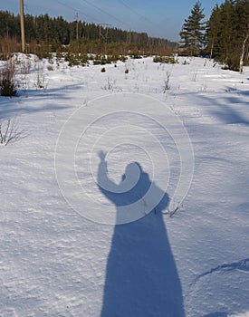 Winter, snow, forest, tree, gold, nature, trees, white, landscape, pine, frost, season, ice, Christmas, Birch, sky, forest, frozen