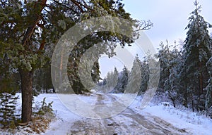 Winter, snow, forest, tree, gold, nature, trees, white, landscape, pine, frost, season, ice, Christmas, Birch, sky, forest, frozen