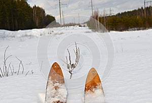 winter, snow, forest, tree, gold, nature, trees, white, landscape, pine, frost, season, ice, Christmas, Birch, sky, forest, frozen