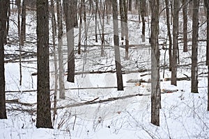 Winter Snow in Forest with Trees Chopped Down