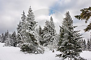 Winter with snow in the Giant Mountains, Czech Republic