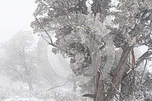 Winter snow in the Grand Canyon