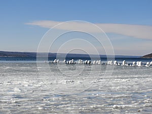 Winter snow, ice and waterfowl on Cayuga shoreline