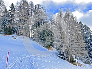 Winter snow idyll along the rural alpine road above the tourist resort of Lenzerheide