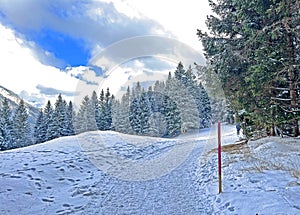 Winter snow idyll along the rural alpine road above the tourist resort of Lenzerheide