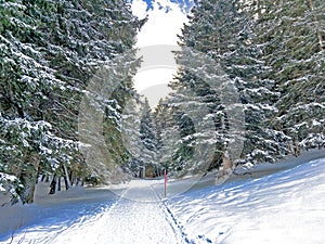 Winter snow idyll along the rural alpine road above the tourist resort of Lenzerheide