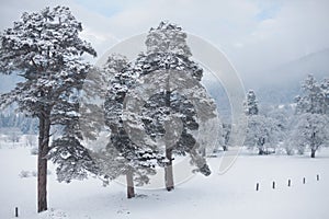 Winter snow landscape with conifers pine tree photo