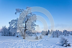 Winter snow landscape, High Fens, Belgium photo