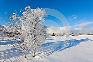 Winter snow landscape, High Fens, Belgium photo