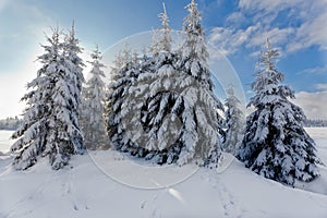 Winter snow landscape, pine trees, High Fens, Belgium photo