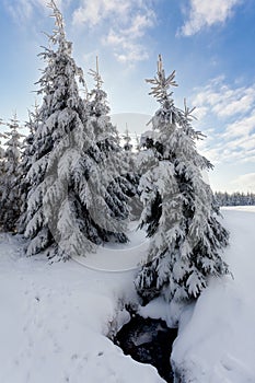 Winter snow landscape, pine trees, water river, High Fens, Belgium photo