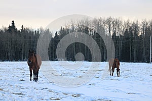 Winter snow landscapes horses