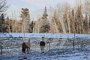 Winter snow landscapes horses