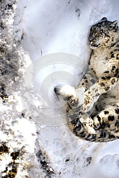 Winter Snow Leopard photo