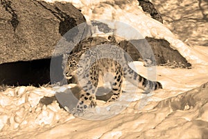 In winter the snow leopard