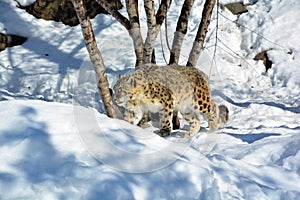 In winter the snow leopard