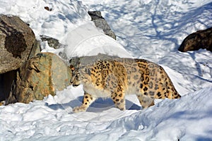 In winter the snow leopard