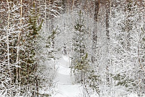 Winter snow mixed forest covered in white snow
