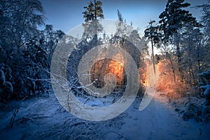 Winter snow nature landscape in snowy forest at Christmas morning scene.