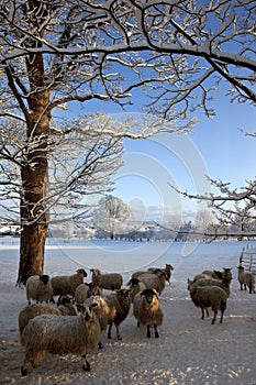 Winter Snow - North Yorkshire - United Kingdom