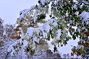 Winter Snow on Oak Leaves and Branshes in Autumn